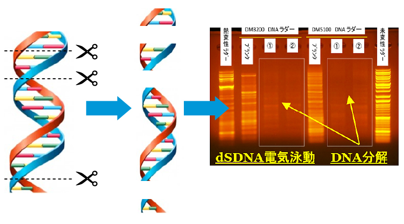 Image of dSDNA degradation